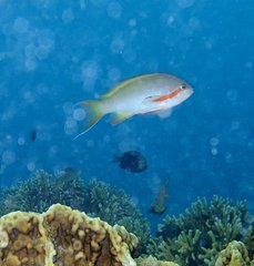 Pseudanthias huchtii