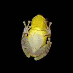 Cabra Treefrog photo 4