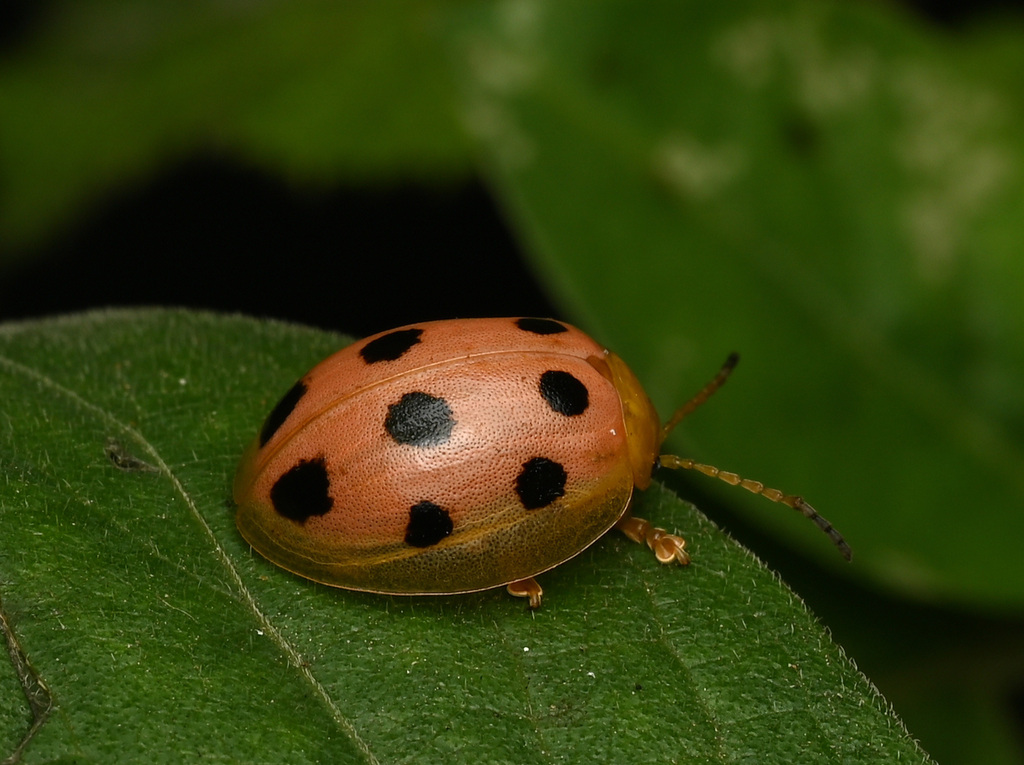 Oides Sp Oides decempunctata from 中国四川省南充市阆中市 on July 30, 2024 at 07:22 PM by ...