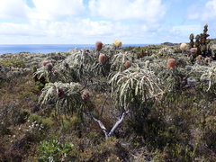 Banksia speciosa