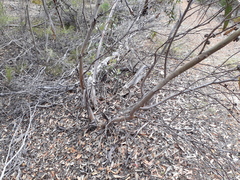 Eucalyptus conglobata