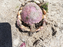 Pseudocorystes sicarius