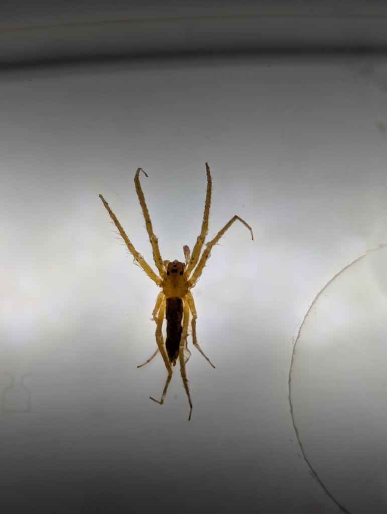 Senoculus iricolor