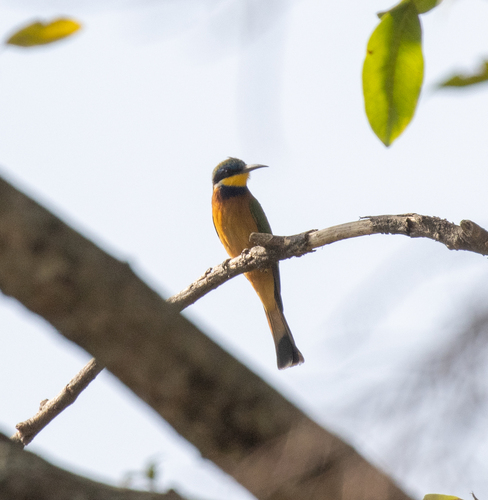 Ethiopian Bee-eater (Merops lafresnayii), photo 4