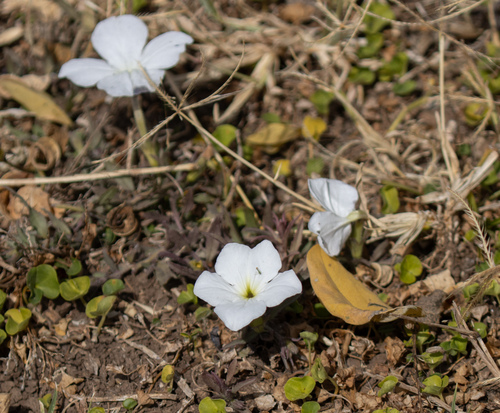 Cycnium tubulosum