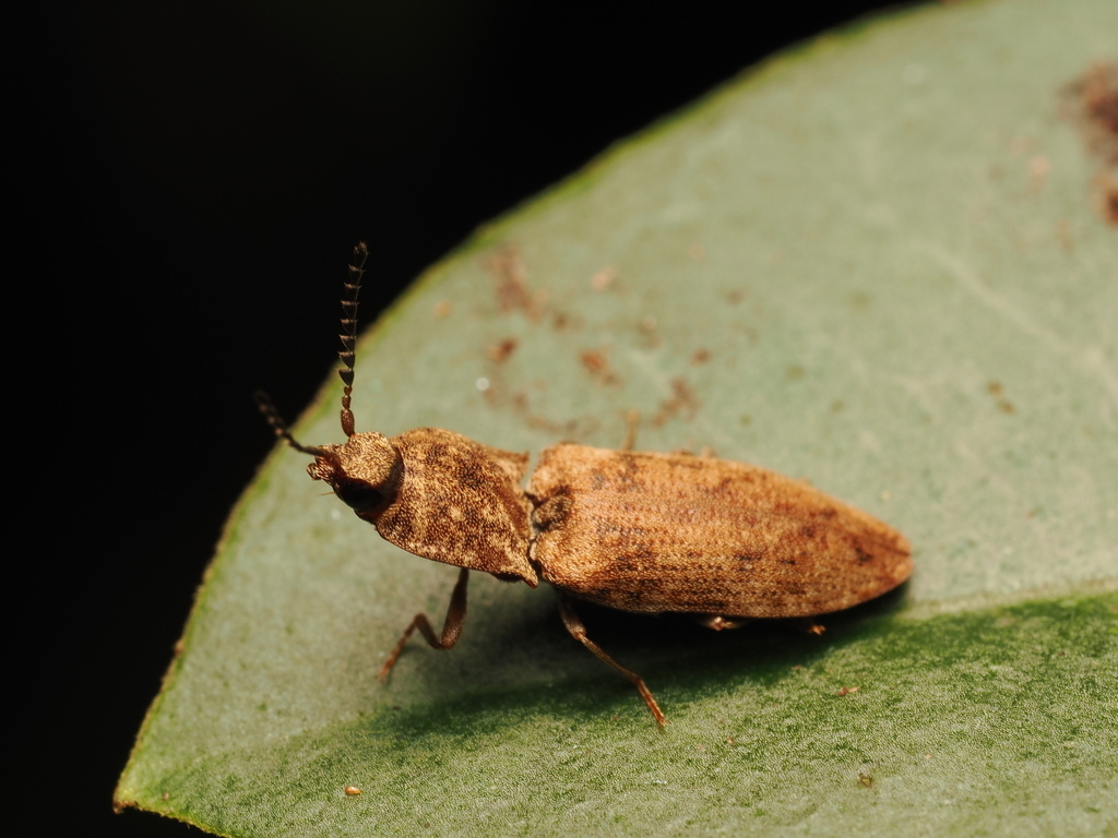 Agrypnus depressus