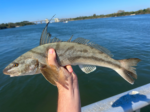 Kingfish (Menticirrhus saxatilis) — Sciaenidae — 2