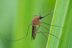 Aedes cinereus