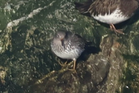 Rock Sandpiper (Calidris ptilocnemis), photo 3