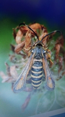 Bembecia ichneumoniformis