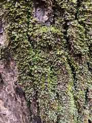 Fissidens subbasilaris