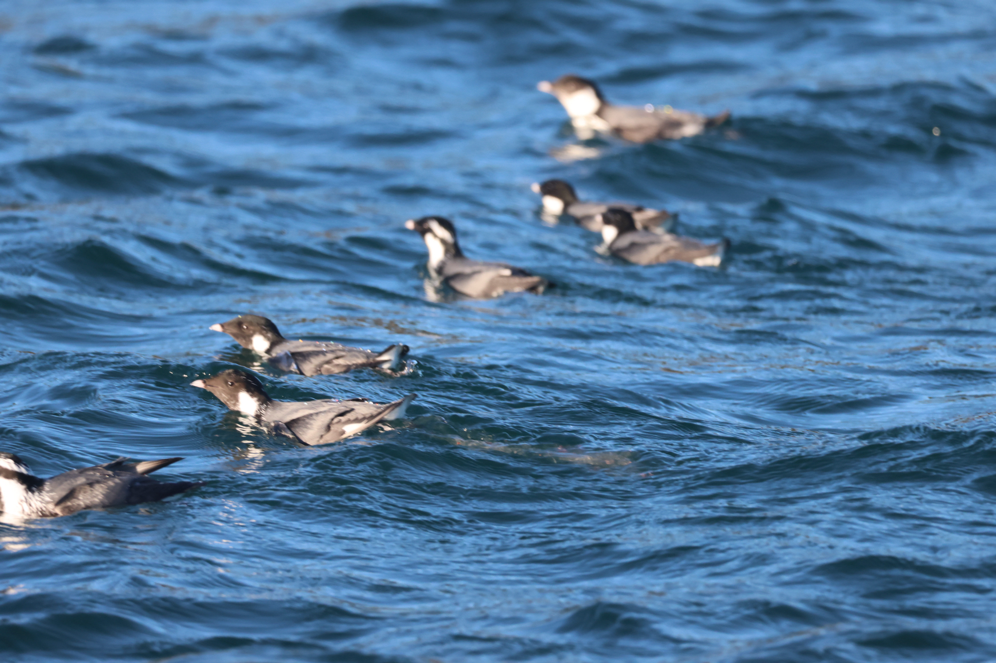 Ancient Murrelet (Synthliboramphus antiquus), photo 7