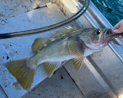 Sebastes flavidus