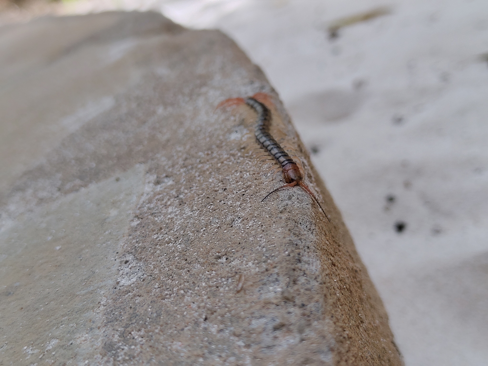 Scolopendra morsitans Linnaeus, 1758