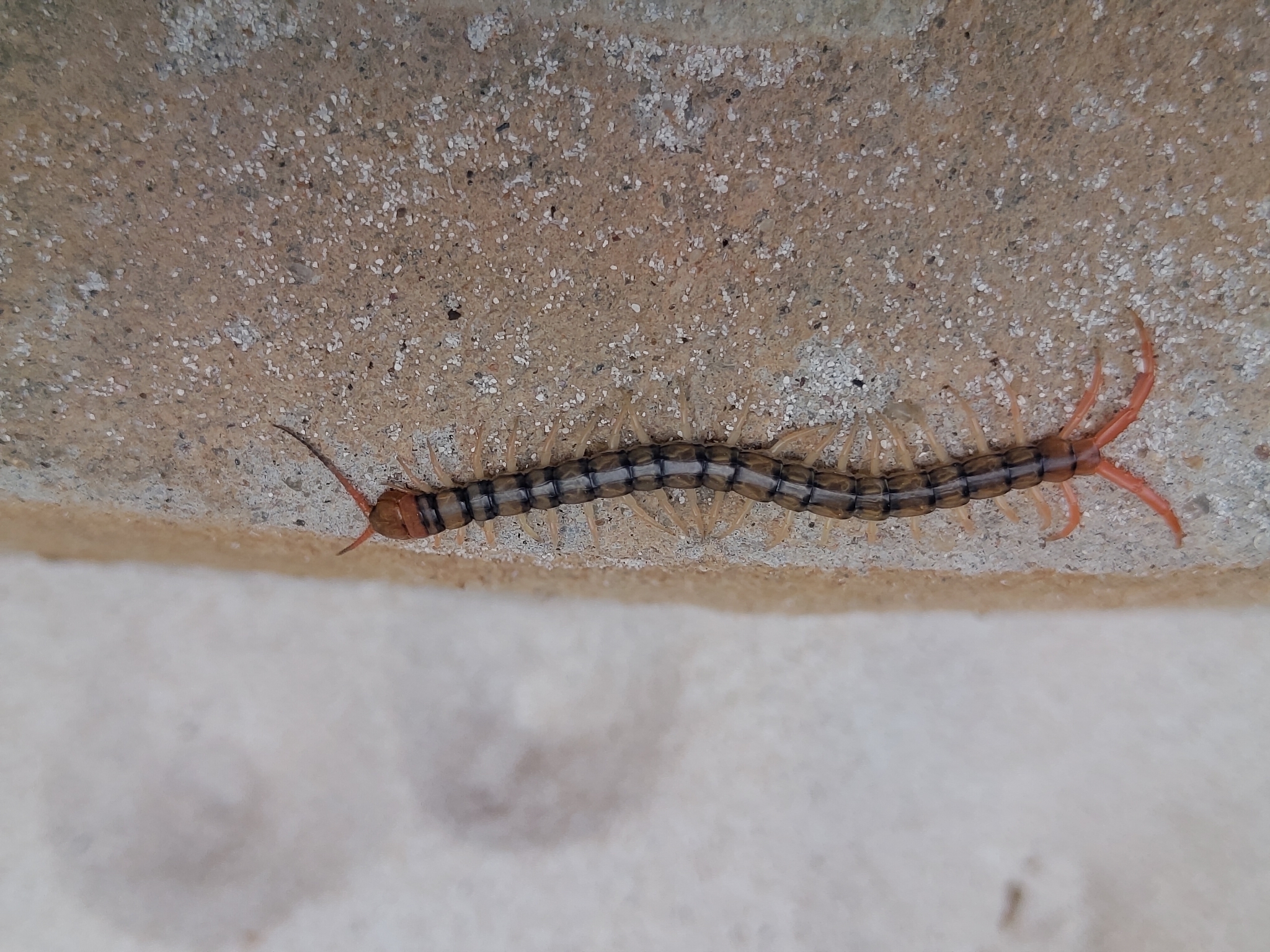 Scolopendra morsitans Linnaeus, 1758