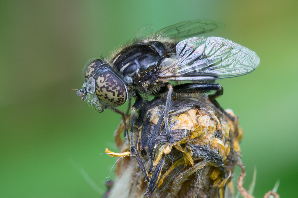 Small Spotty-eyed Drone Fly, photo 1 of 10
