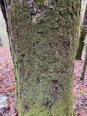 Fissidens subbasilaris