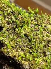 Fissidens subbasilaris