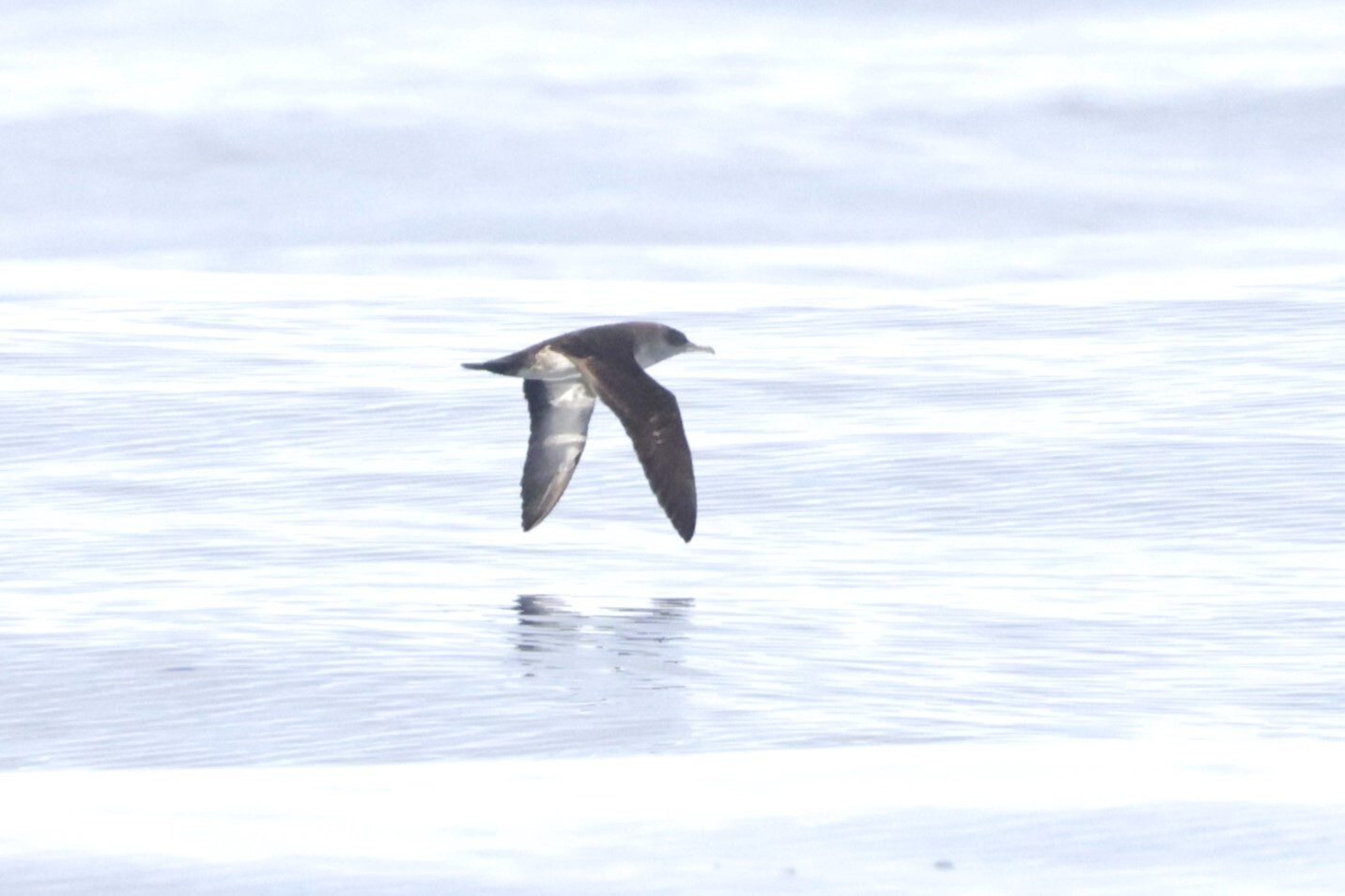 Black-vented Shearwater (Puffinus opisthomelas), photo 1
