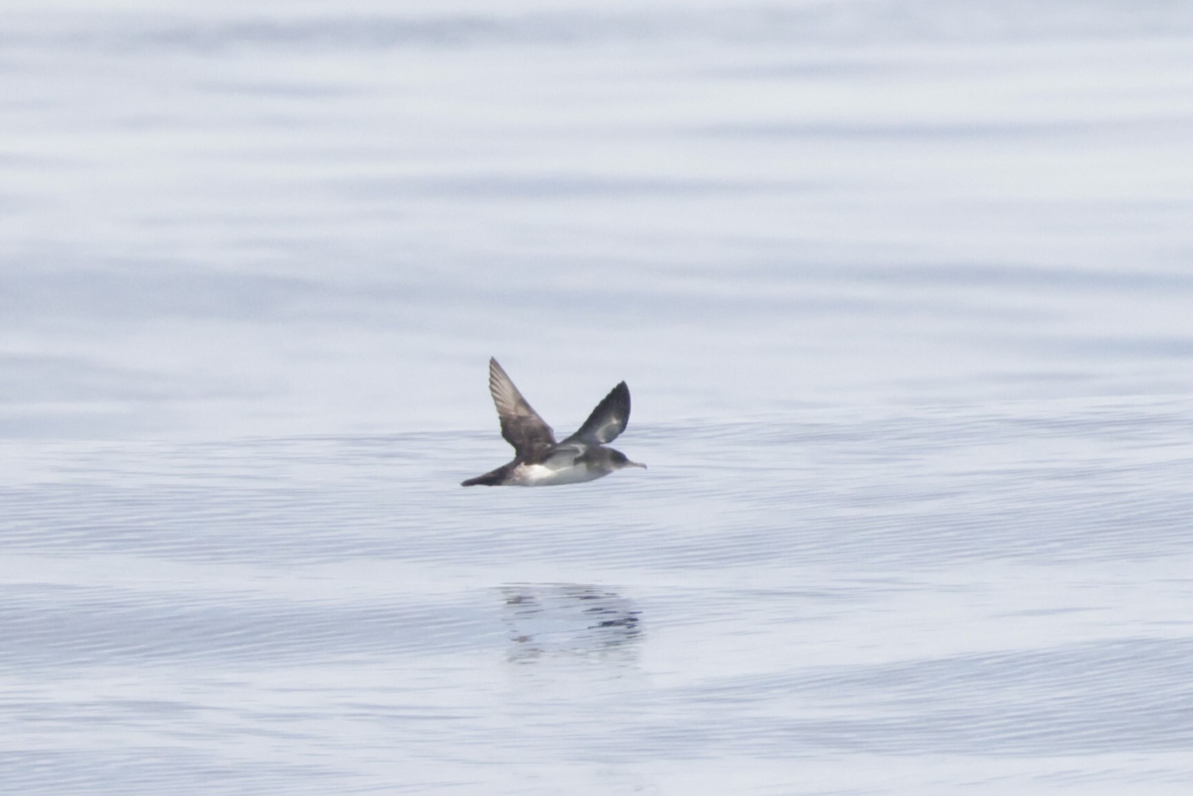 Black-vented Shearwater (Puffinus opisthomelas), photo 2