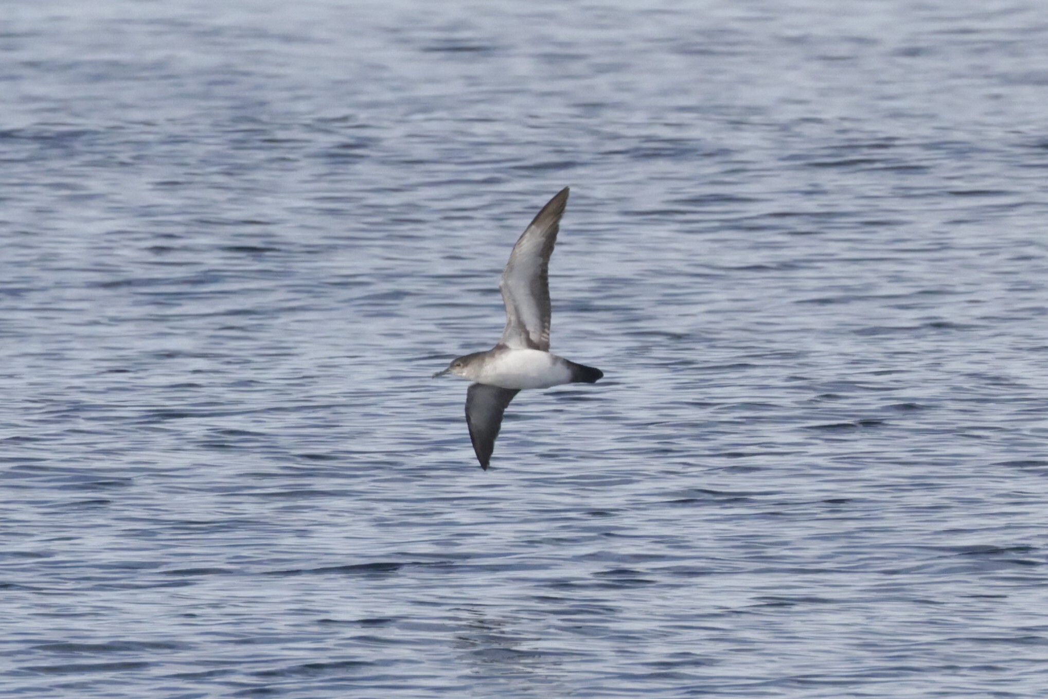 Black-vented Shearwater (Puffinus opisthomelas), photo 3