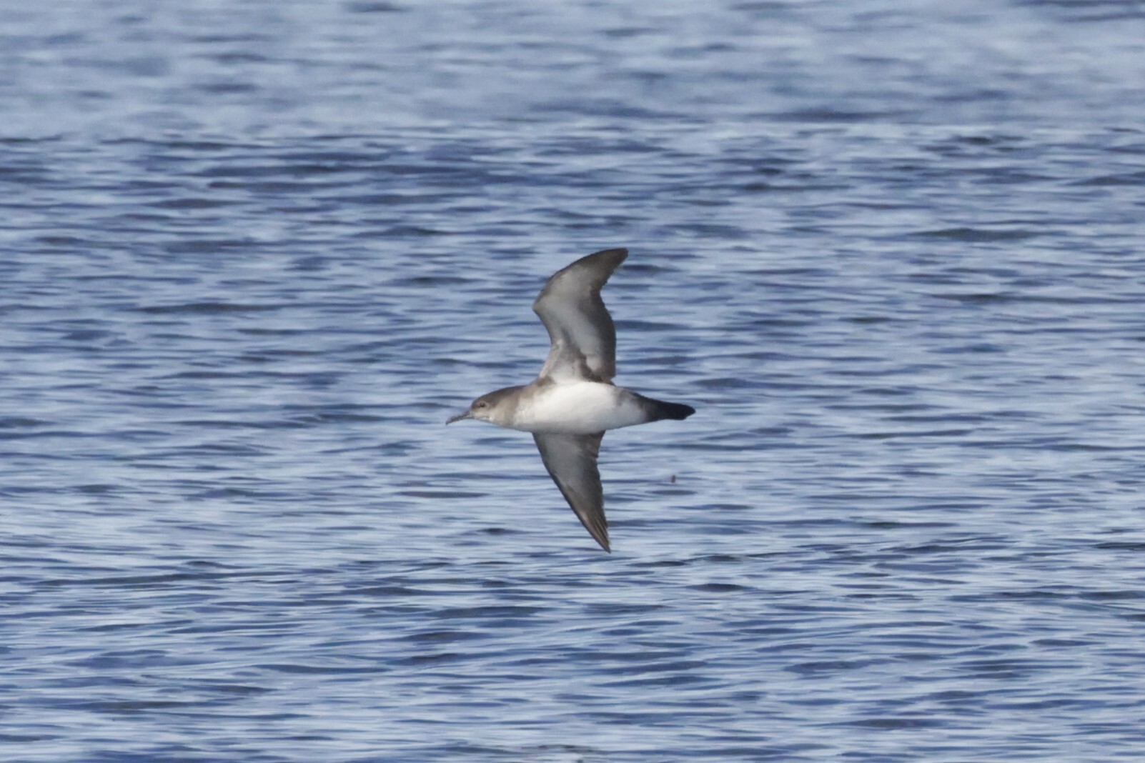 Black-vented Shearwater (Puffinus opisthomelas), photo 4