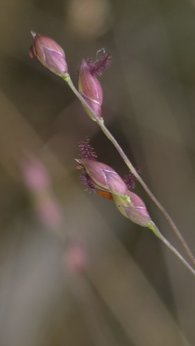 Two-colour Panic (Panicum simile)