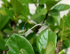 Argentagrion ambiguum