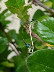 Argentagrion ambiguum