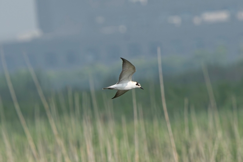 iNaturalist: (c) Kelly Hu, some rights reserved (CC BY-NC), uploaded by Kelly Hu iNaturalist image