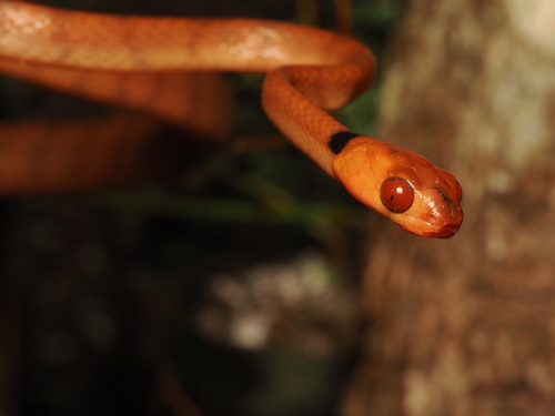 Orange Tree Snake