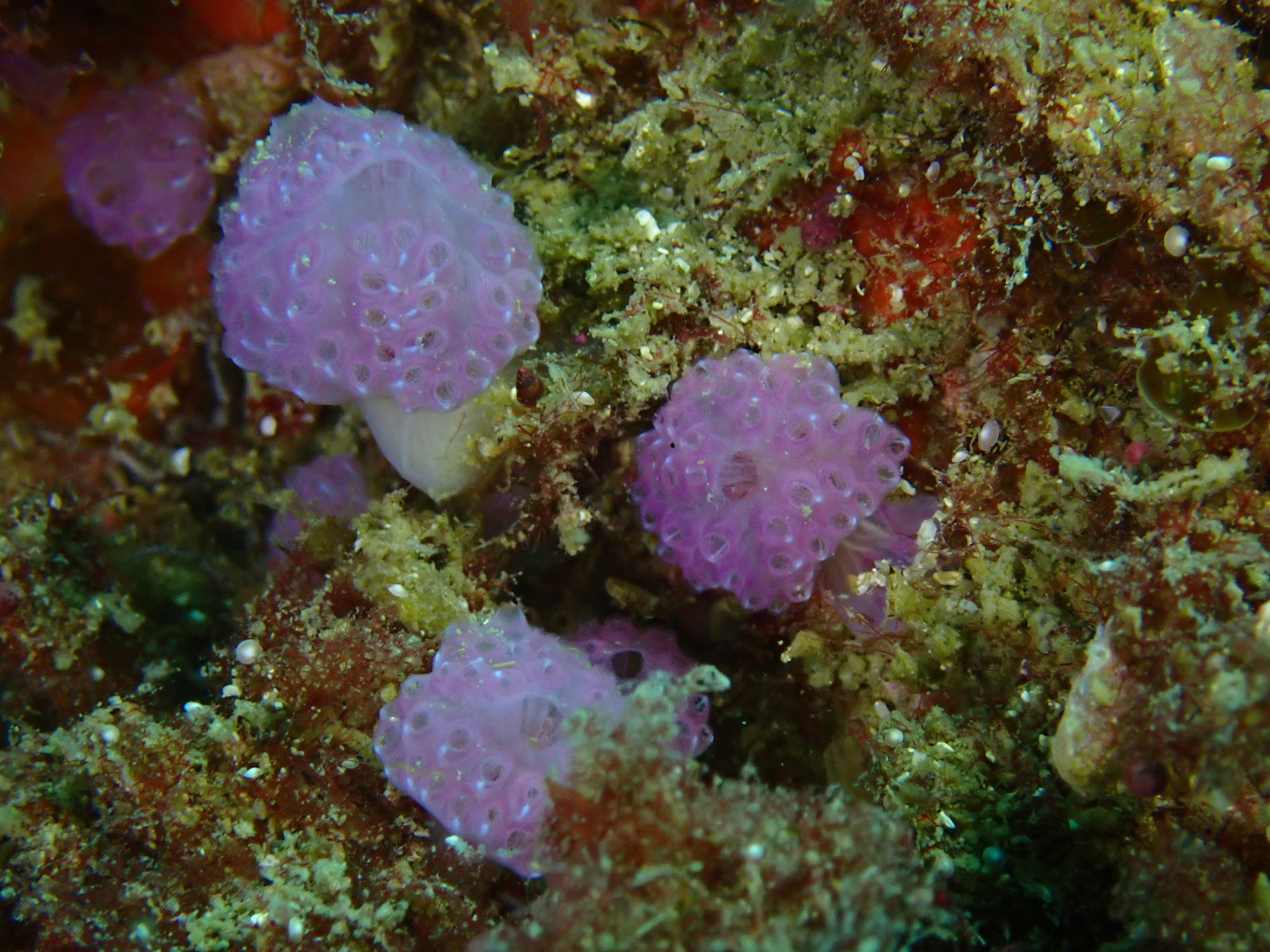 Hypsistozoa fasmeriana (Michaelsen, 1924)
