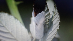 Euproctis chrysorrhoea