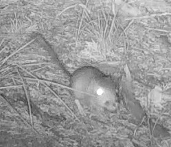Ord's Kangaroo Rat