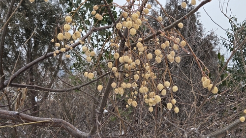 Chinaberry