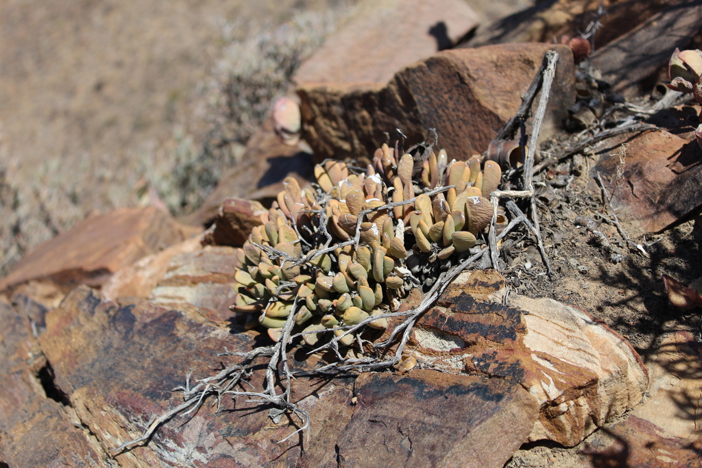Juttadinteria tugwelliae (L. Bolus) Schwantes 3