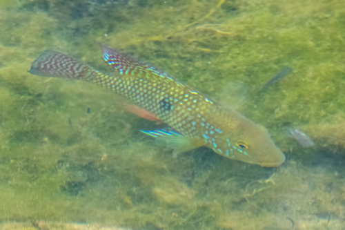 Braziliensis (Geophagus brasiliensis) — Cichlidae — 5