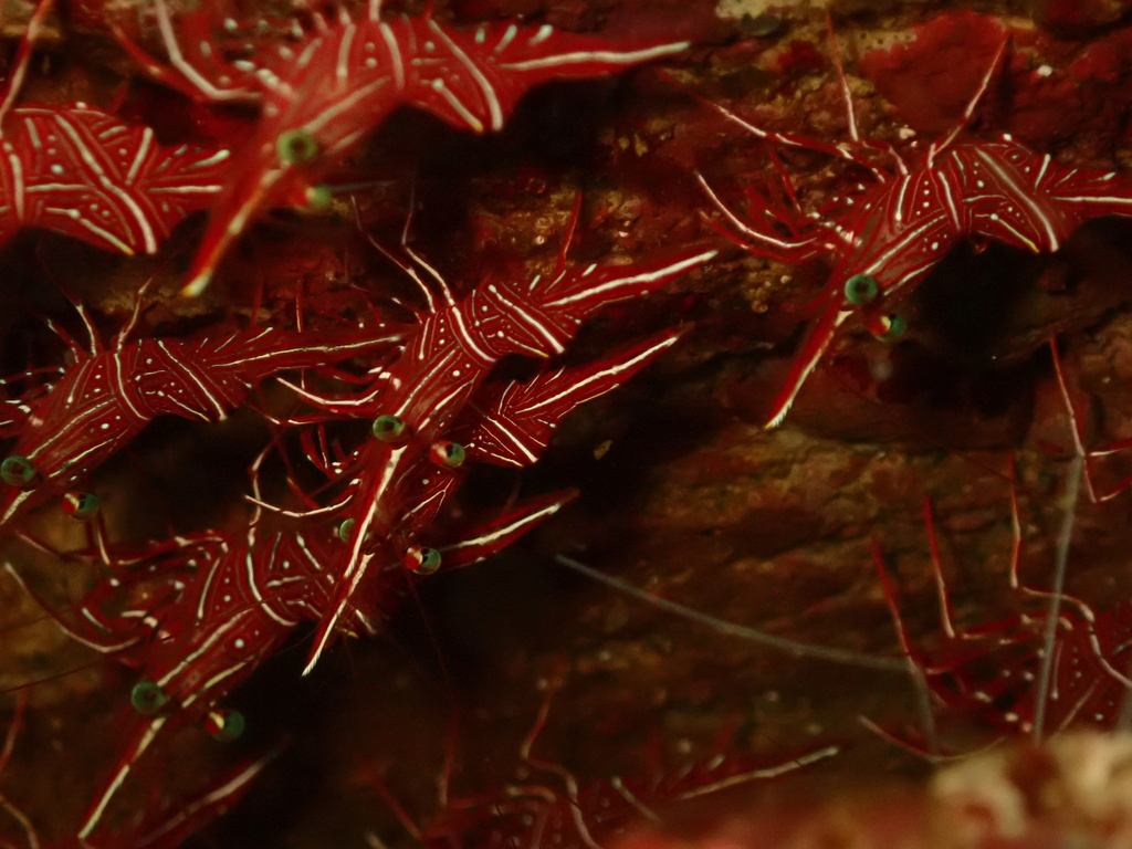 Dancing Shrimp (Rhynchocinetes durbanensis)