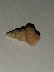 Cerithiidae