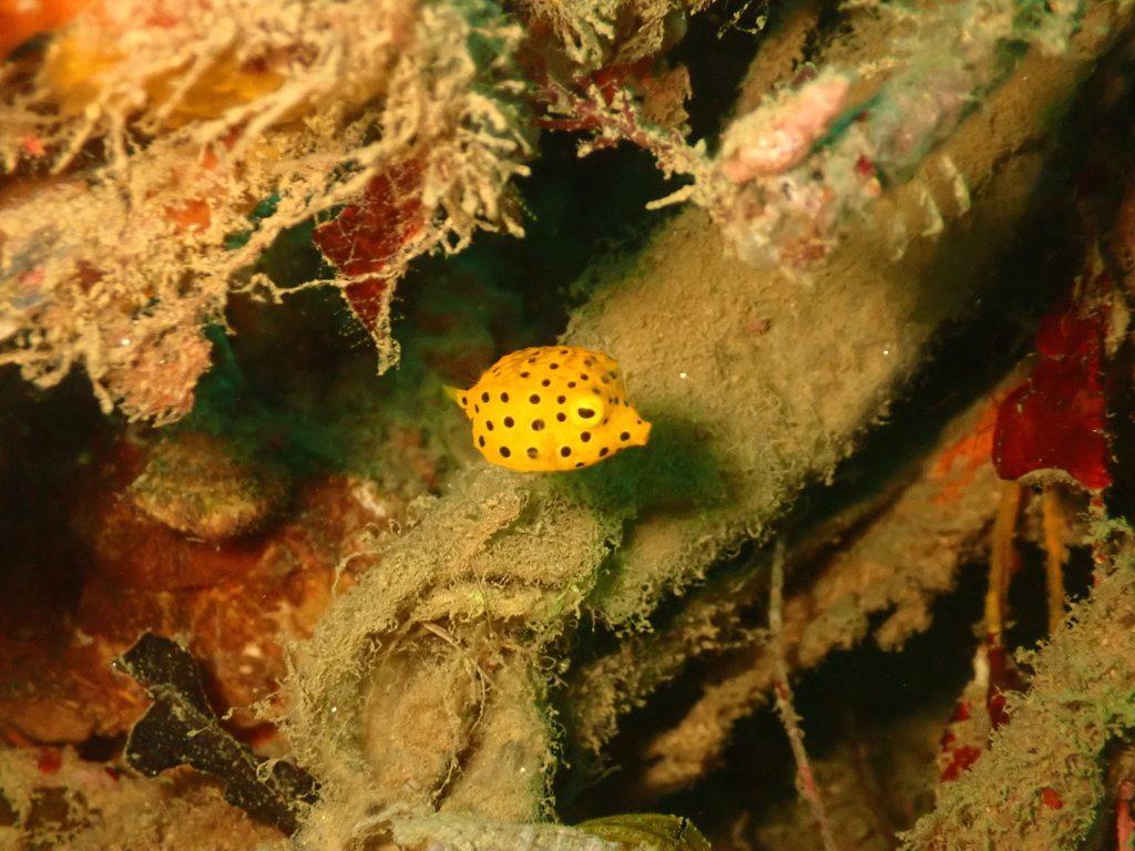 Black-spotted Boxfish (Ostracion cubicus)
