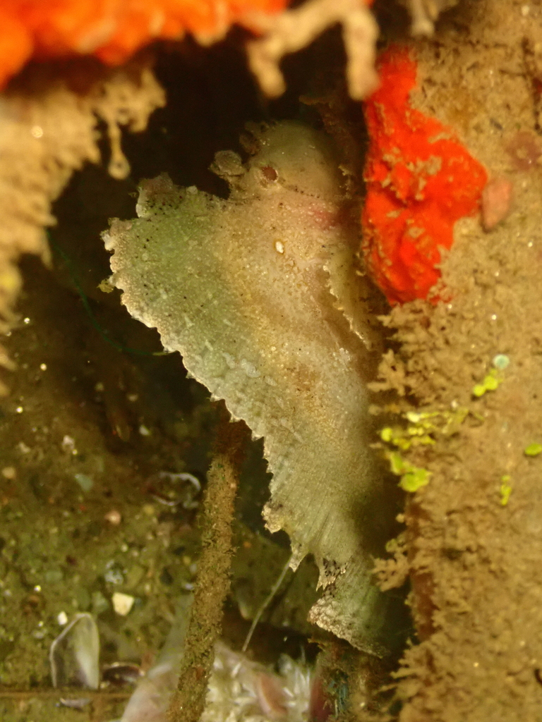Leaffish, Leaf scorpionfish (Taenianotus triacanthus)