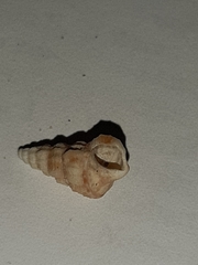 Cerithiidae