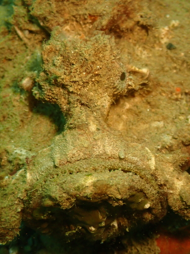 Estuariene steenvis (Synanceia horrida) — Synanceiidae — 5