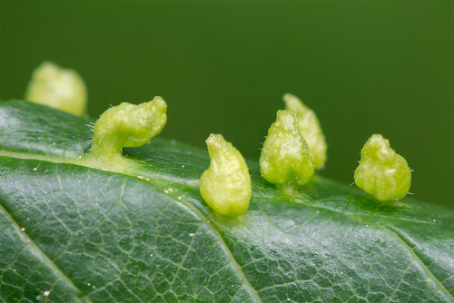 Elm Leaf Gall Mite