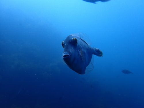 Cream fish (Meuschenia scaber) — Monacanthidae — 4