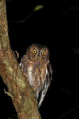 Otus rutilus rutilus