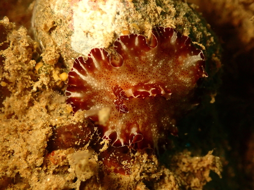 Discodoris boholiensis