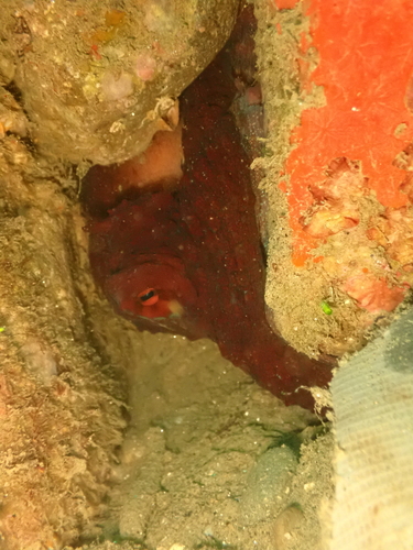 Octopus cyanea