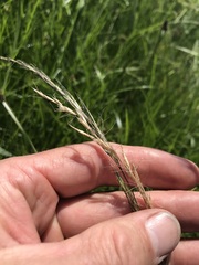 Trisetopsis imberbis