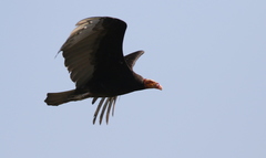 Cathartes burrovianus